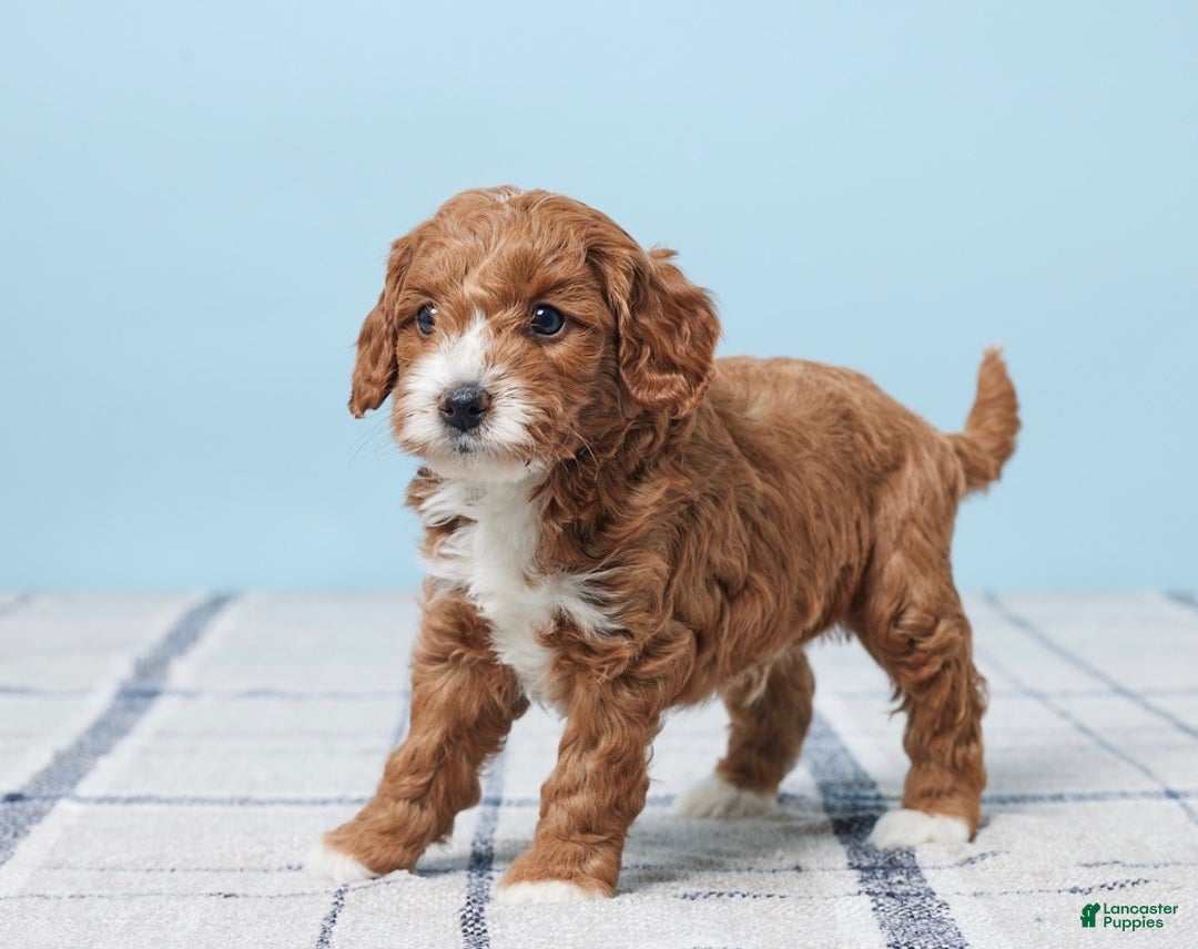 Mini Goldendoodle dogs for sale: Teddy - Ad 4