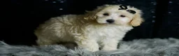 Maltipoo dogs for sale: Ares - Ad 4