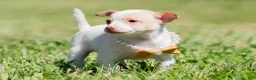 Chihuahua dogs for sale: Sushi AKC - Ad 5