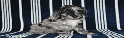 Cockapoo dogs for sale: Oreo - Ad 1