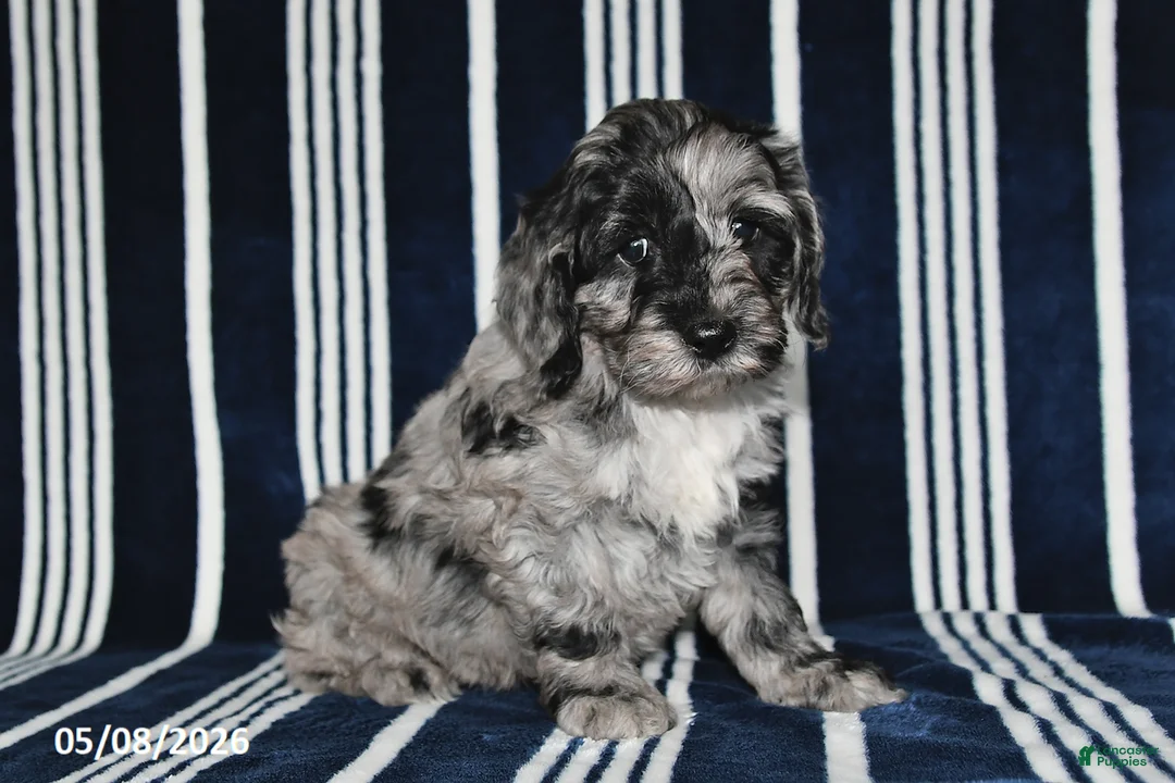 Cockapoo dogs for sale: Oreo - Ad 1