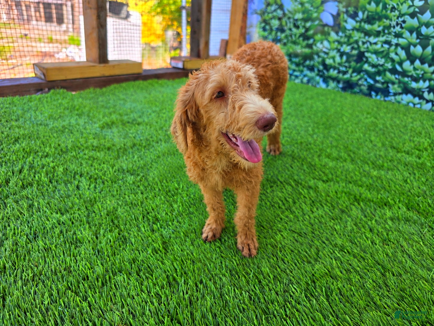 Labradoodle dogs Benny - Ad 32