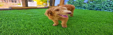 Benny