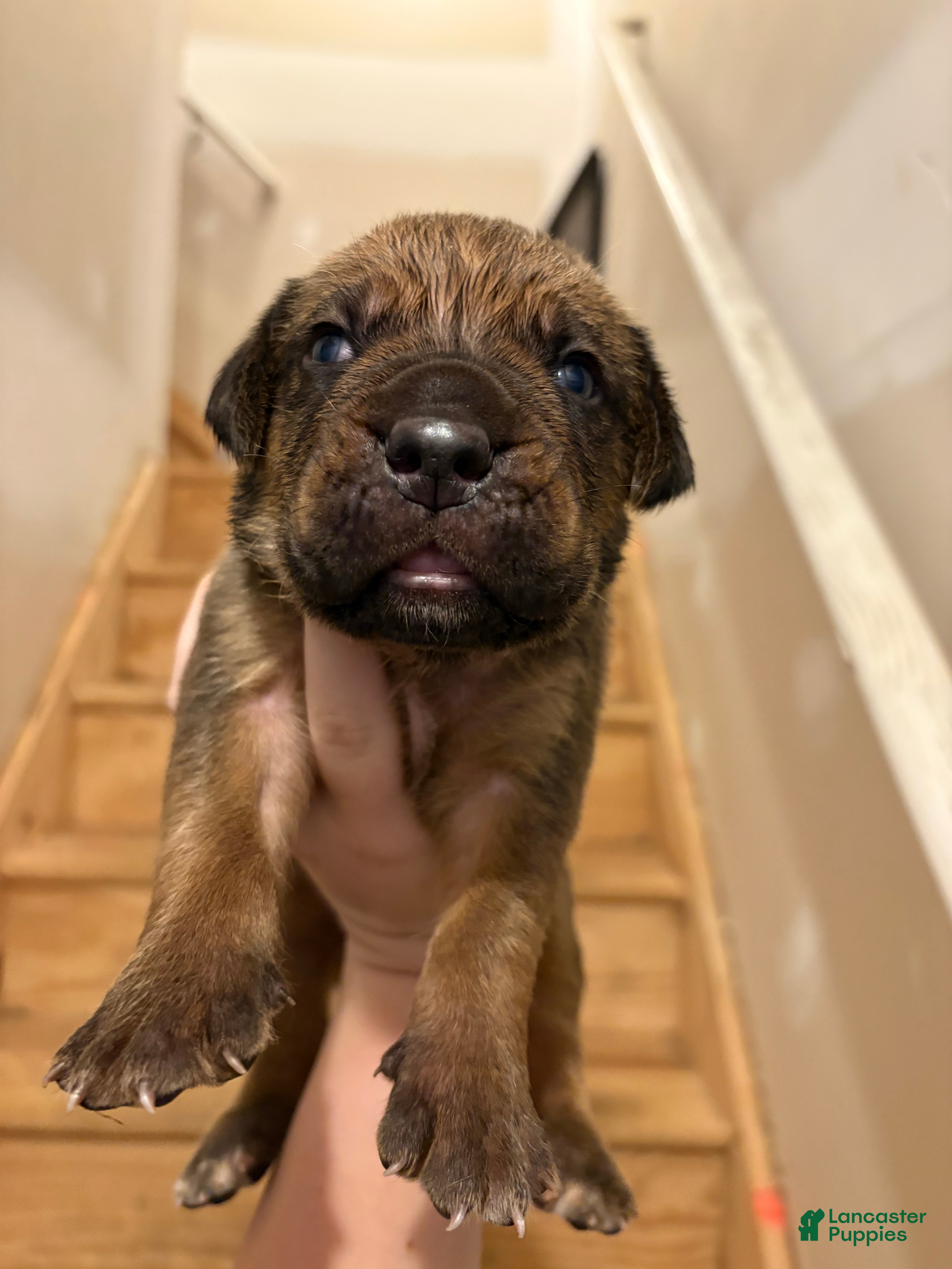 Cane Corso dogs for sale: Chunks - Ad 1