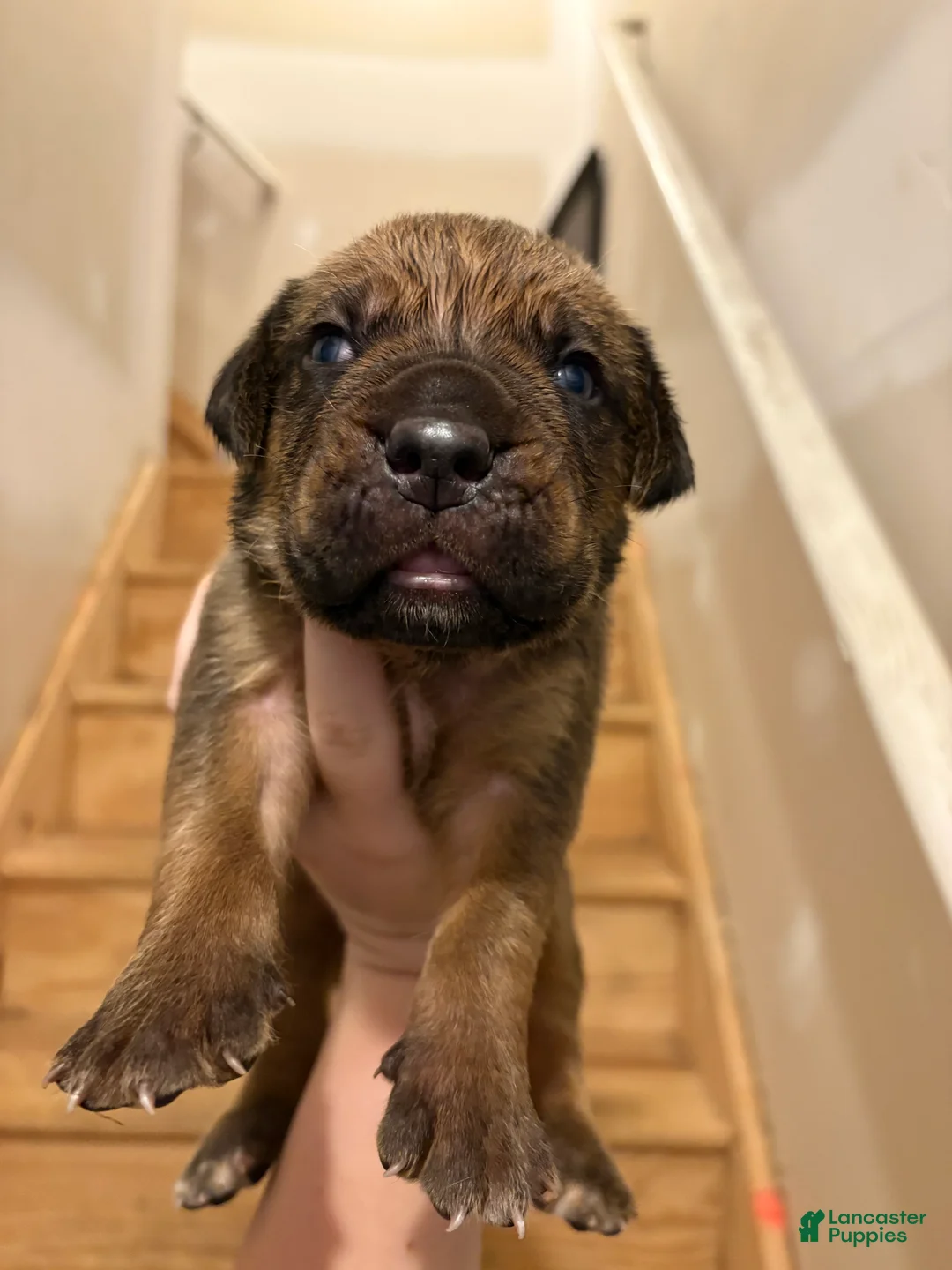 Cane Corso dogs for sale: Chunks - Ad 1