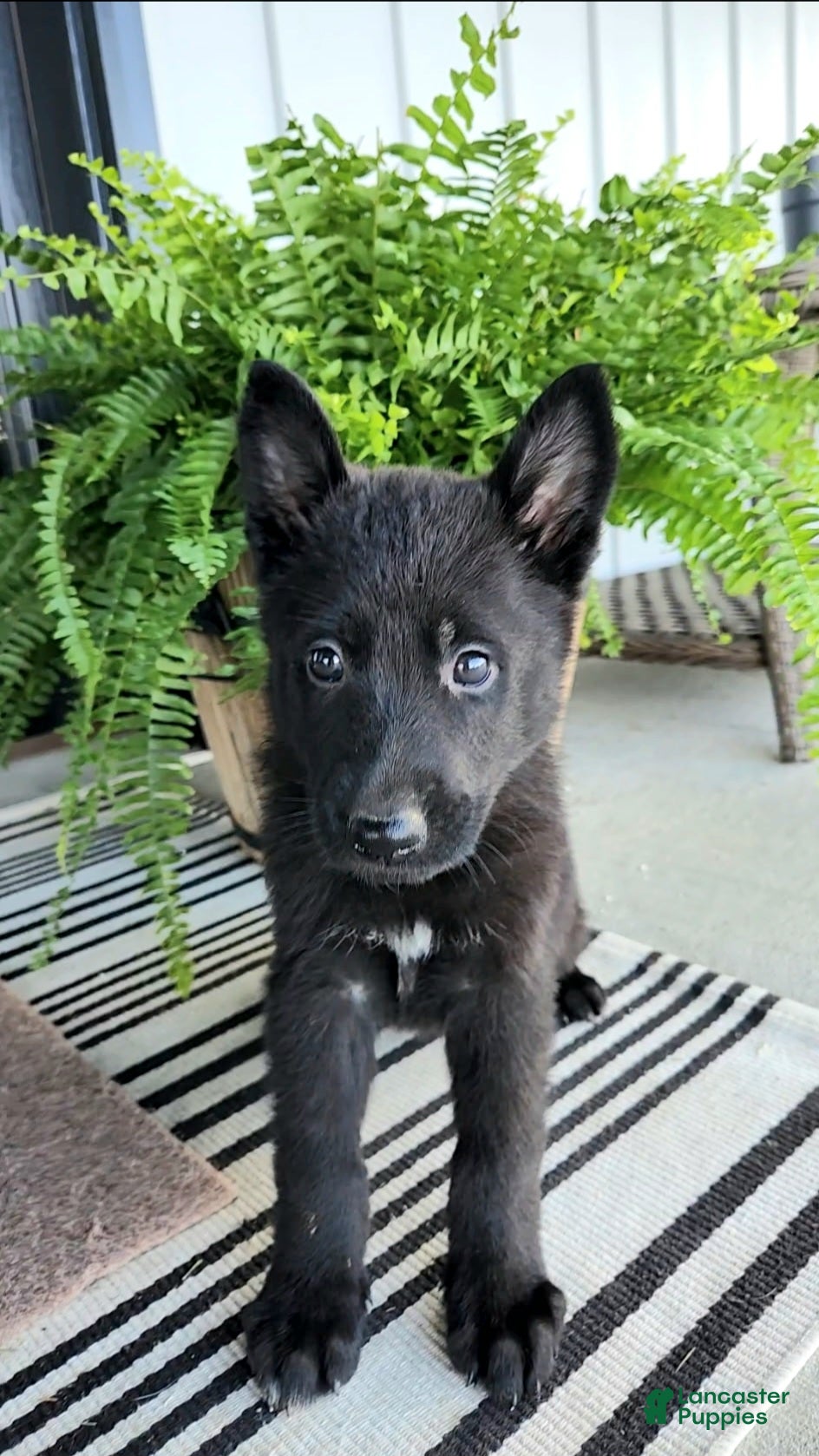 German Shepherd dogs for sale: Jasper - Ad 3