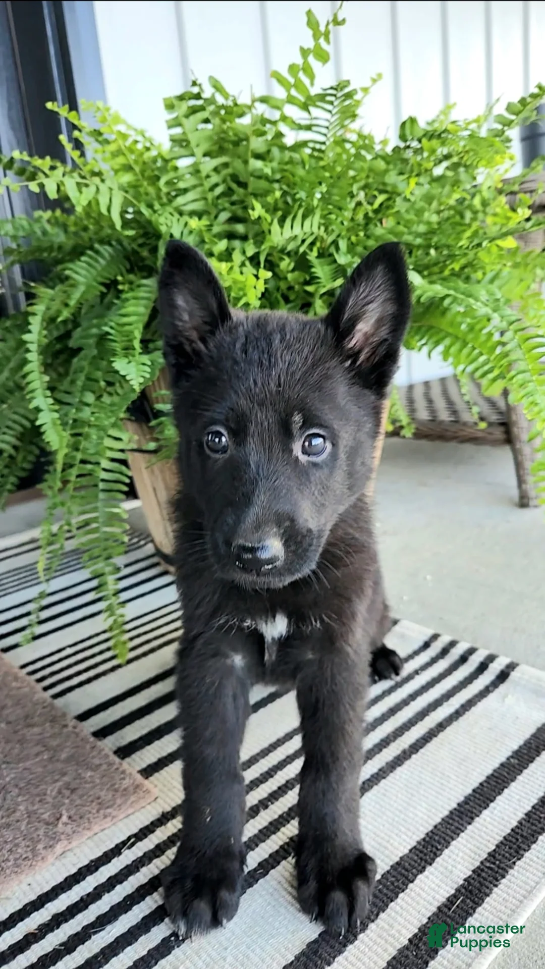 German Shepherd dogs for sale: Jasper - Ad 1