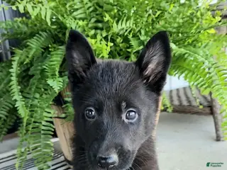 German Shepherd dogs for sale: Jasper - Ad 3
