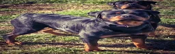Rottweiler dogs for sale: Rottweiler 2 - Ad 15