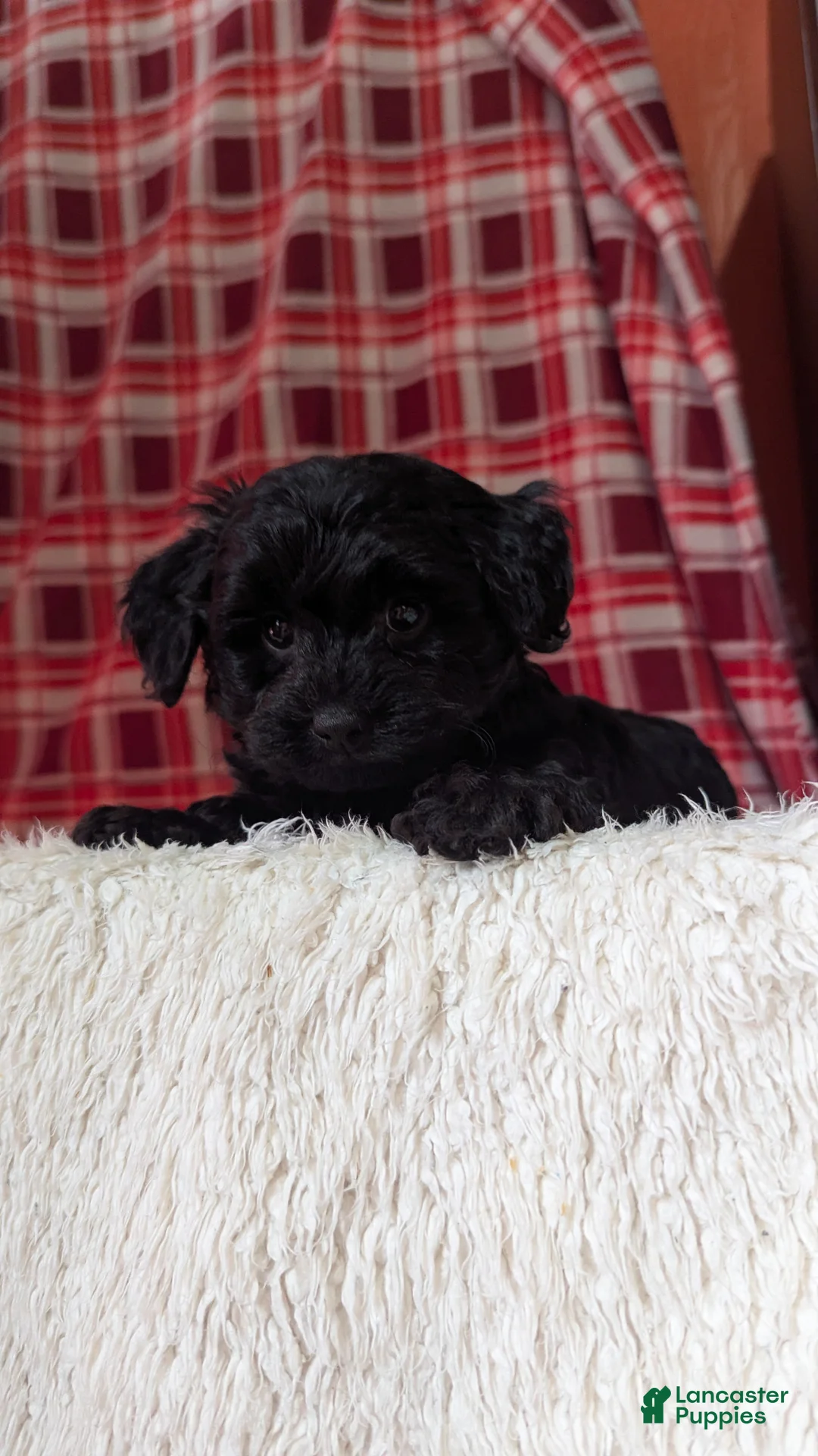 Yorkiepoo dogs for sale: Tyson  - Ad 17