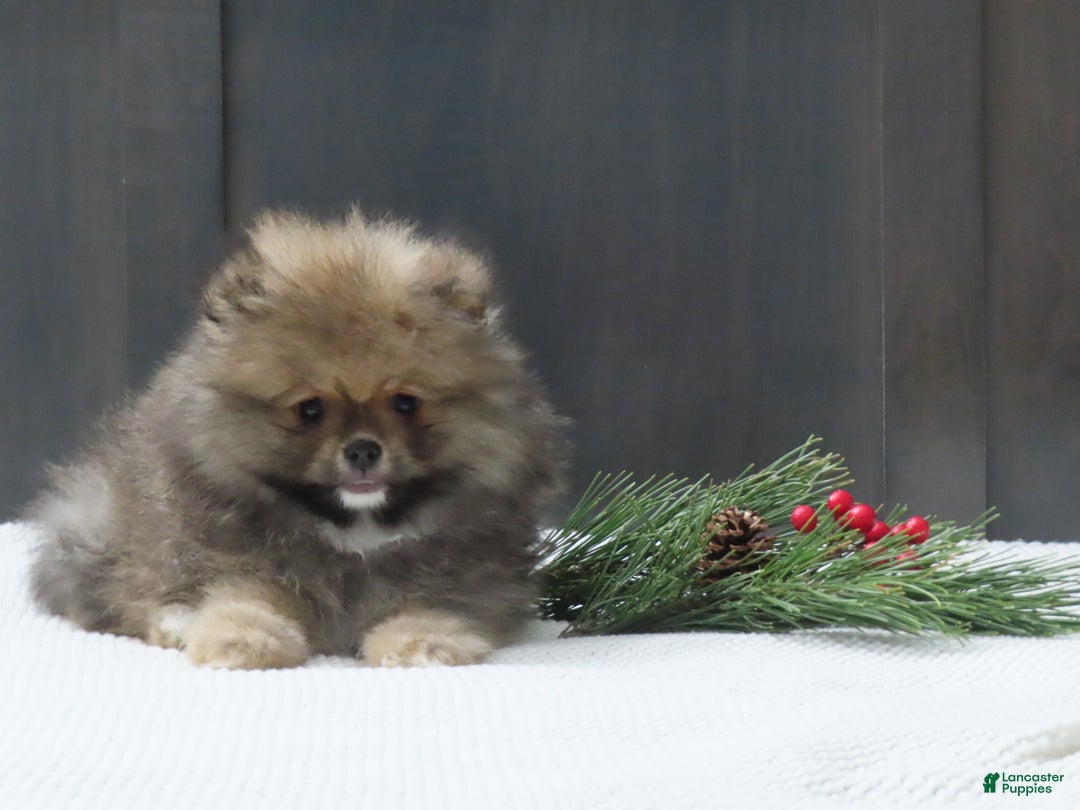 Pomeranian dogs for sale: DONALD - Ad 3