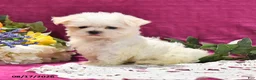 Maltese dogs for sale: Toby - Ad 3