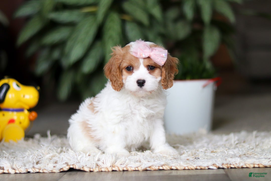 Cavapoo dogs for sale: Rita - Ad 4