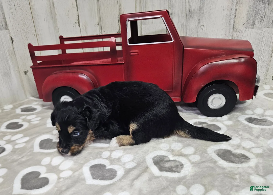 Mini Aussiedoodle dogs for sale: F1 Blackberry - Ad 2