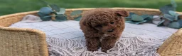 Toy Poodle dogs for sale: Carter  - Ad 8