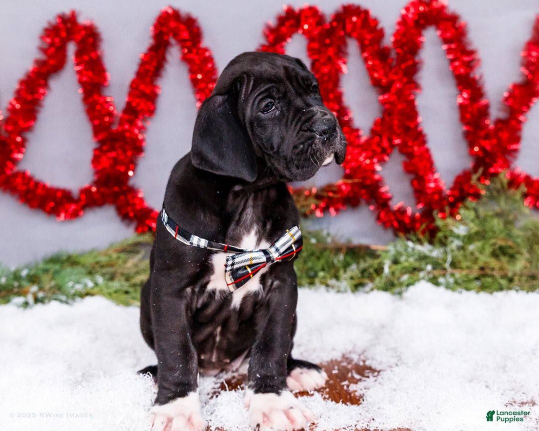 Great Dane dogs for sale: Noel - Ad 13