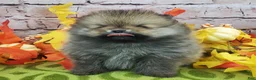 Pomeranian dogs for sale: Fajita - Ad 7