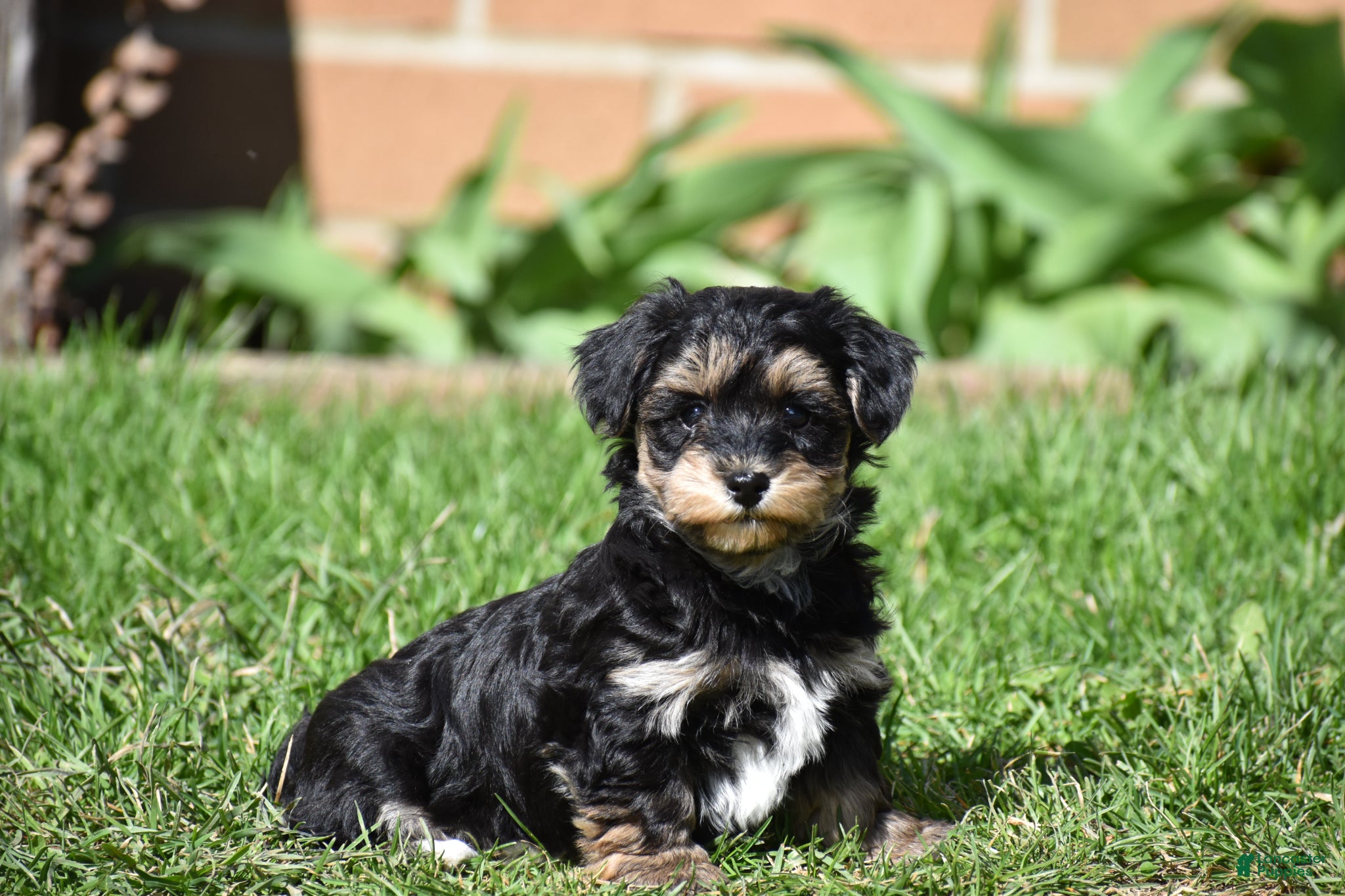 Mixed Breed dogs Trooper - Ad 2