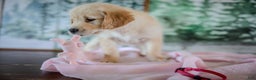 Golden Retriever dogs for sale: Pink - Ad 8