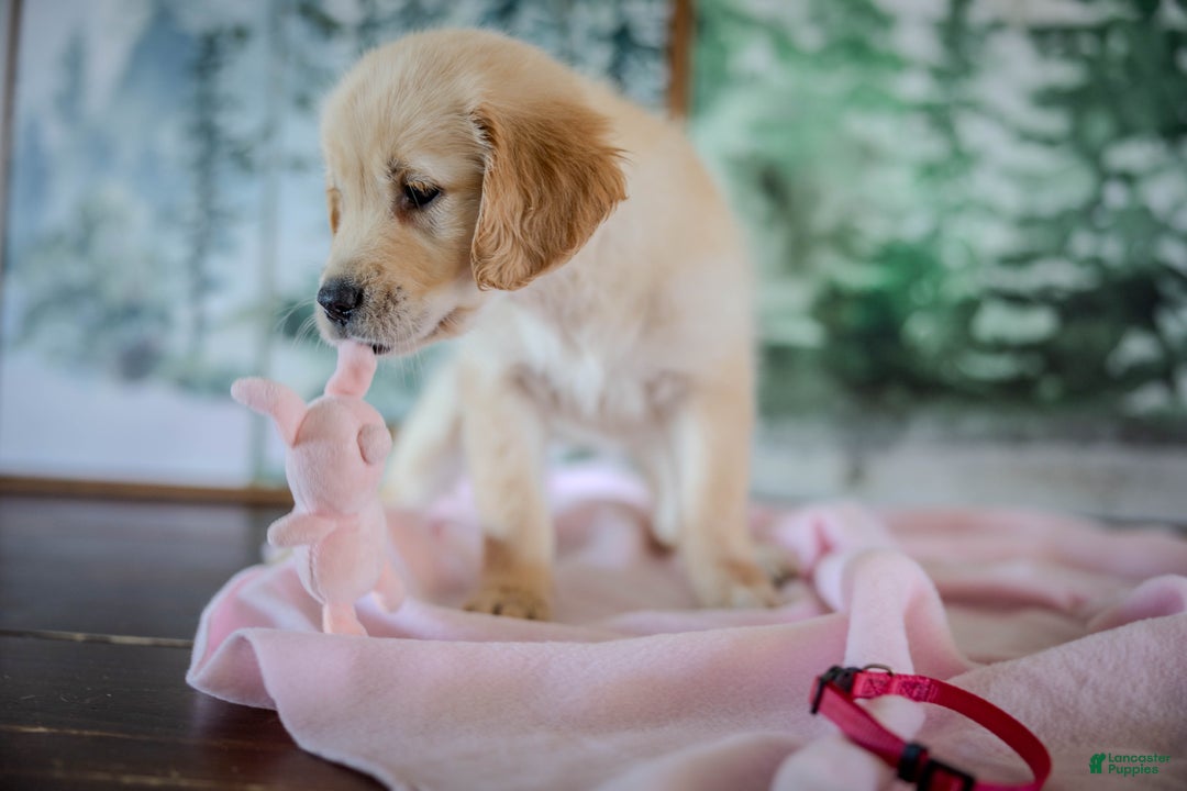 Golden Retriever dogs for sale: Pink - Ad 8
