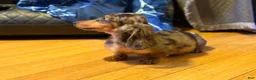 Miniature Dachshund dogs for sale: AKC Russian- Pra clear sale - Ad 16