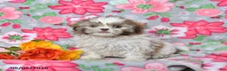 Shih Tzu dogs for sale: Scamper - Ad 1