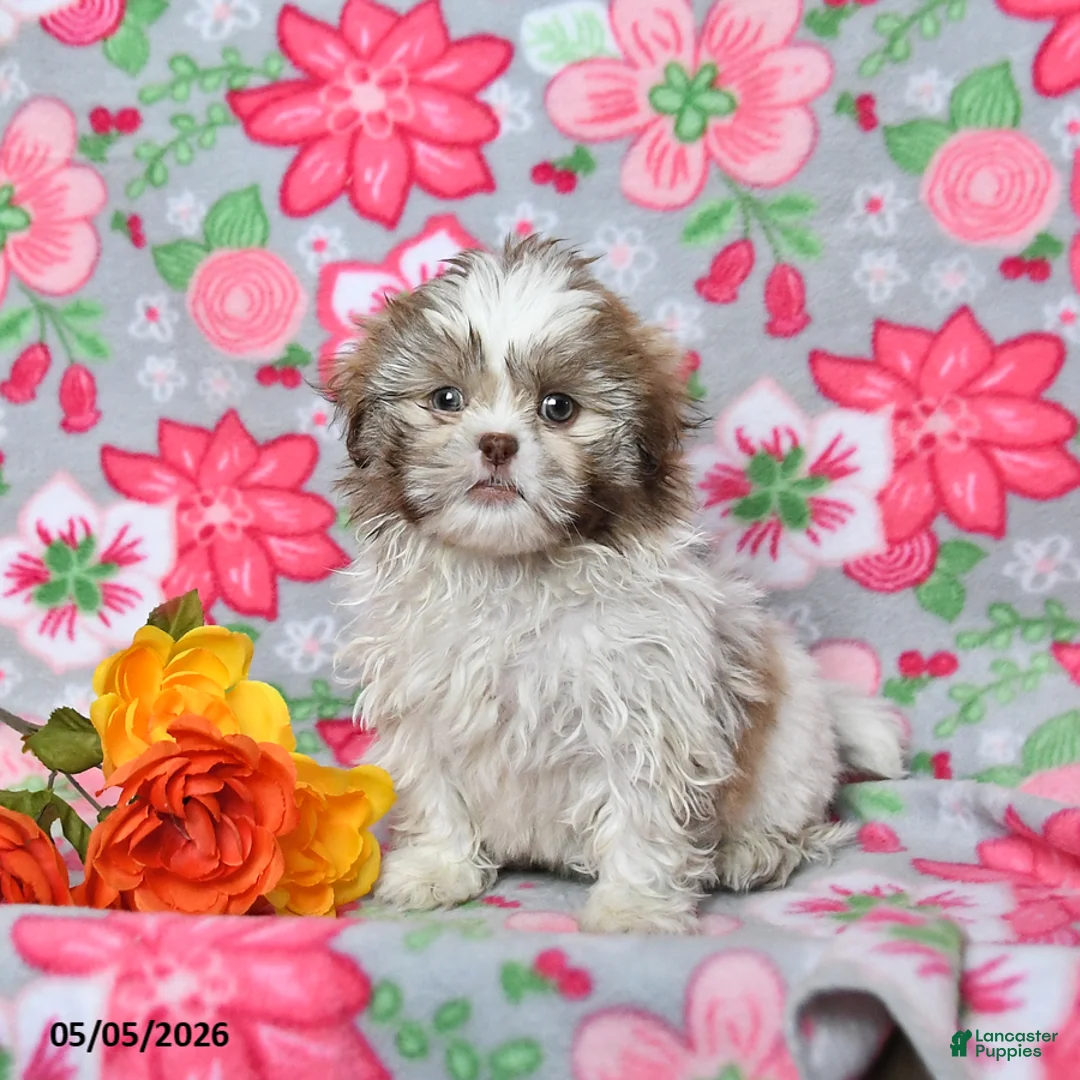 Shih Tzu dogs for sale: Scamper - Ad 1