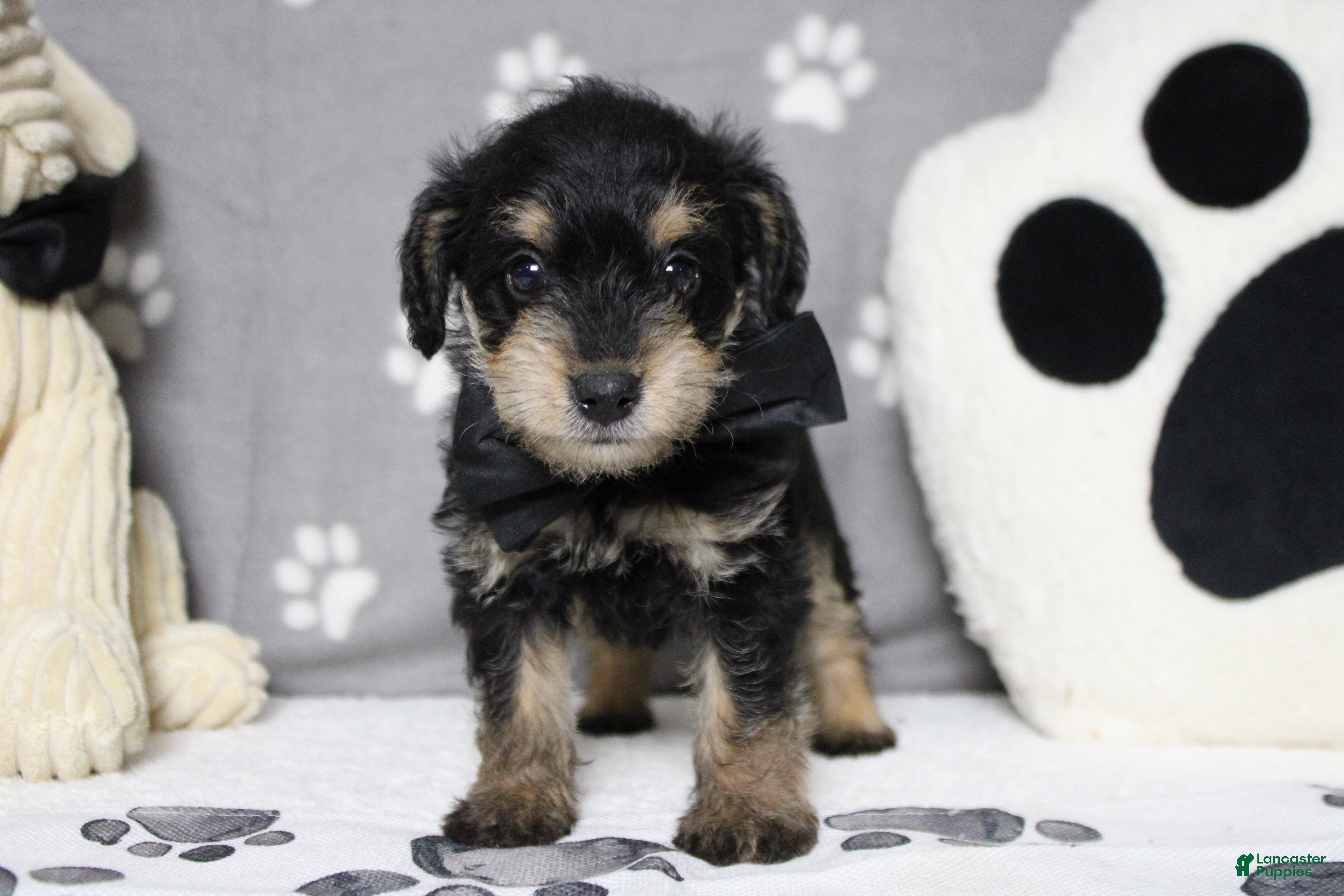 Schnoodle dogs Chardonnay  - Ad 5