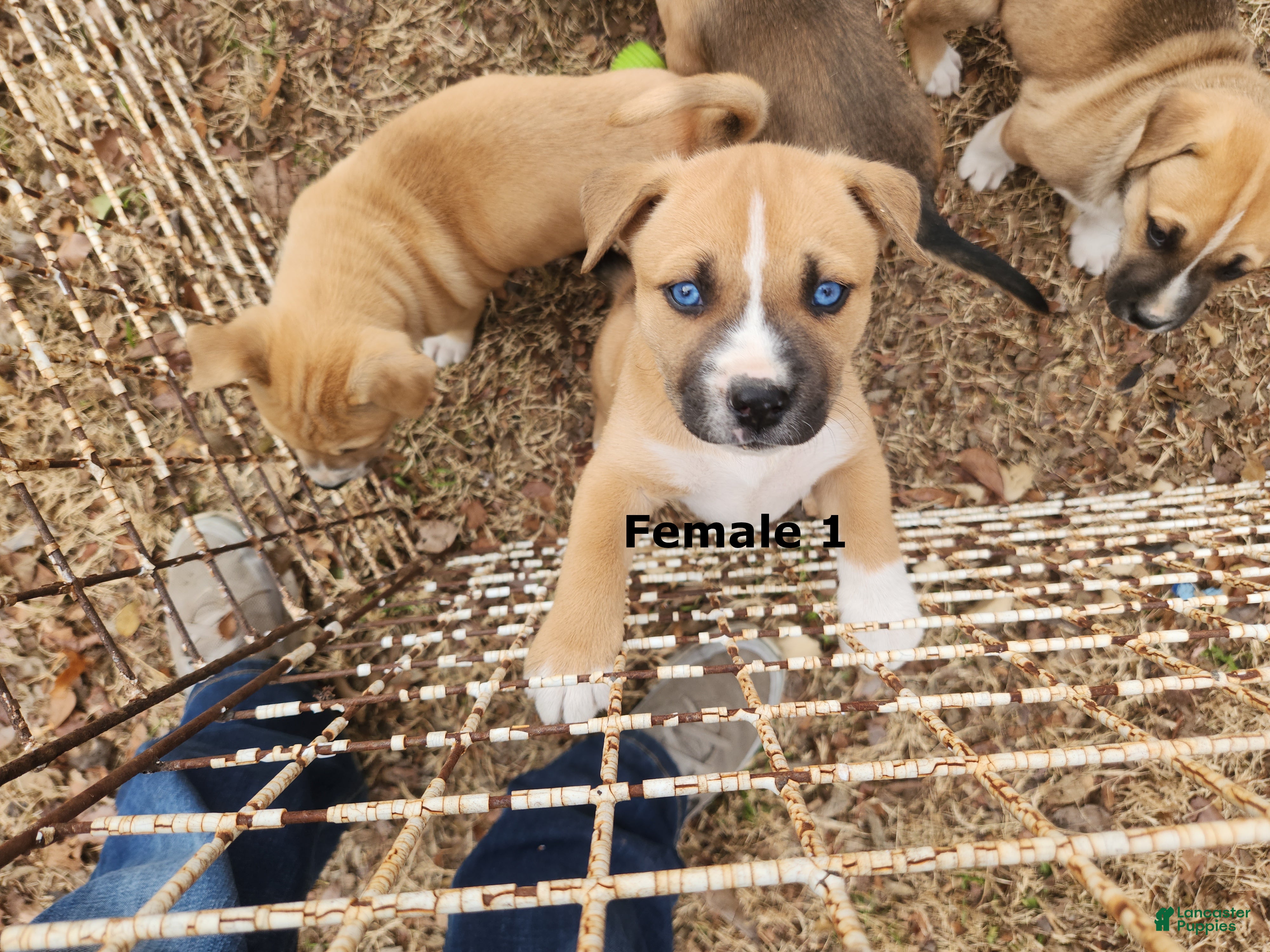 Mixed Breed dogs Mixed Breed Puppy 3 - Ad 29
