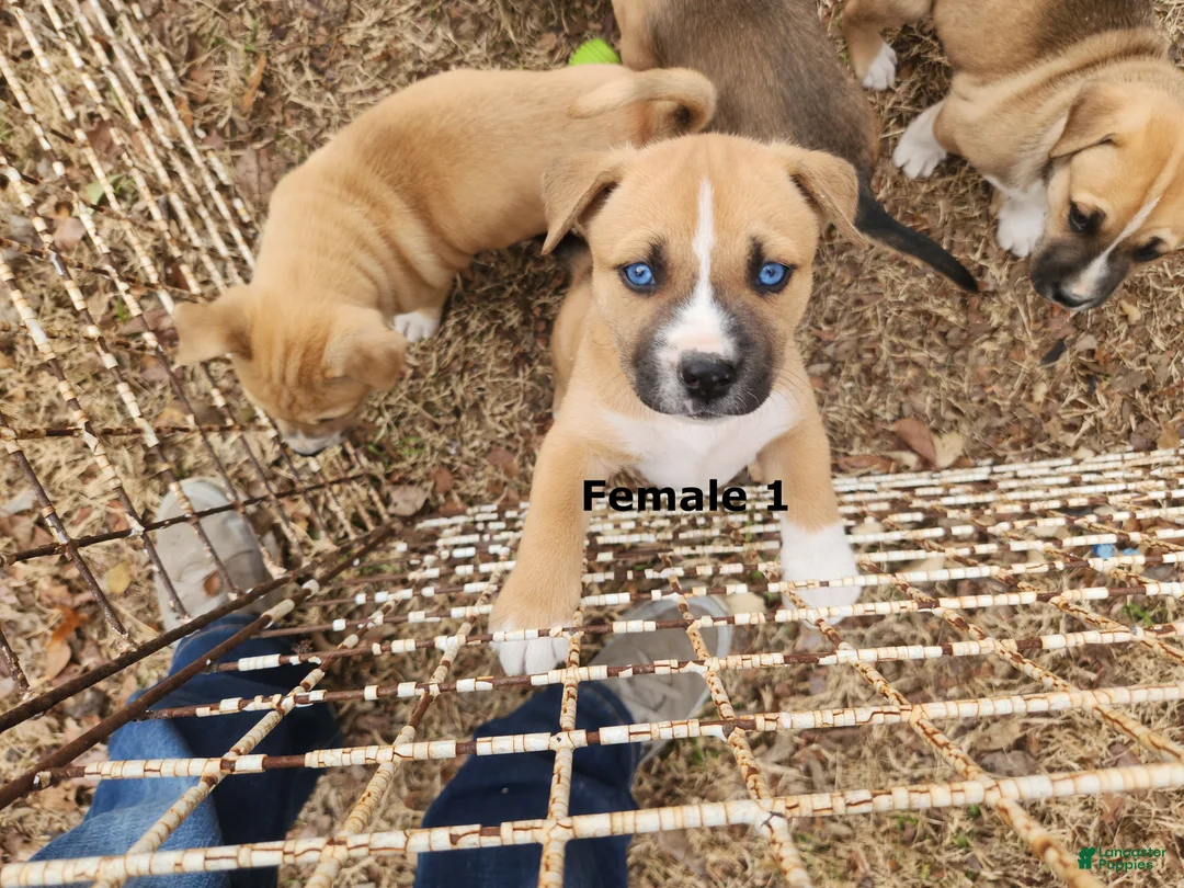 Mixed Breed dogs for sale: Mixed Breed Puppy 3 - Ad 1