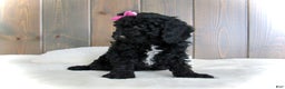 Mini Goldendoodle dogs for sale: Bella - Ad 14