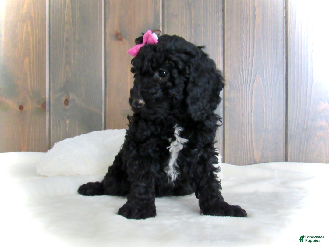 Mini Goldendoodle dogs for sale: Bella - Ad 14