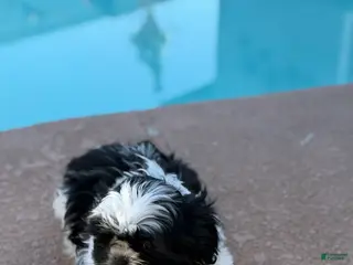 Shih Tzu dogs for sale: Panda - Ad 2