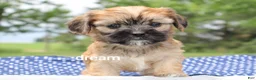Mixed Breed dogs for sale: Nash - Ad 3