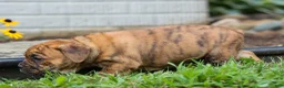 Beabull dogs for sale: Avery ❤️ - Ad 12