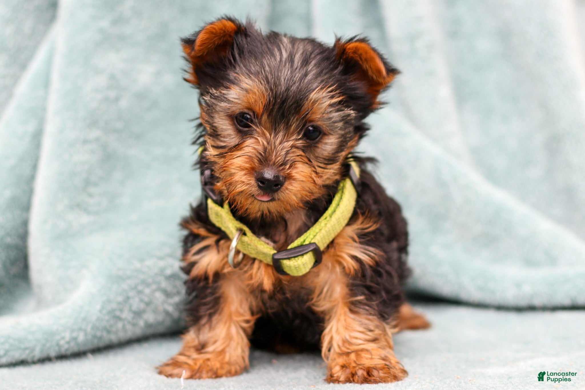 Yorkshire Terrier dogs Benny - Ad 5