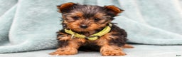 Yorkshire Terrier dogs for sale: Benny - Ad 1