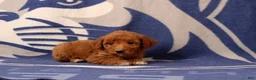 Mini Goldendoodle dogs for sale: Urbana - Ad 3