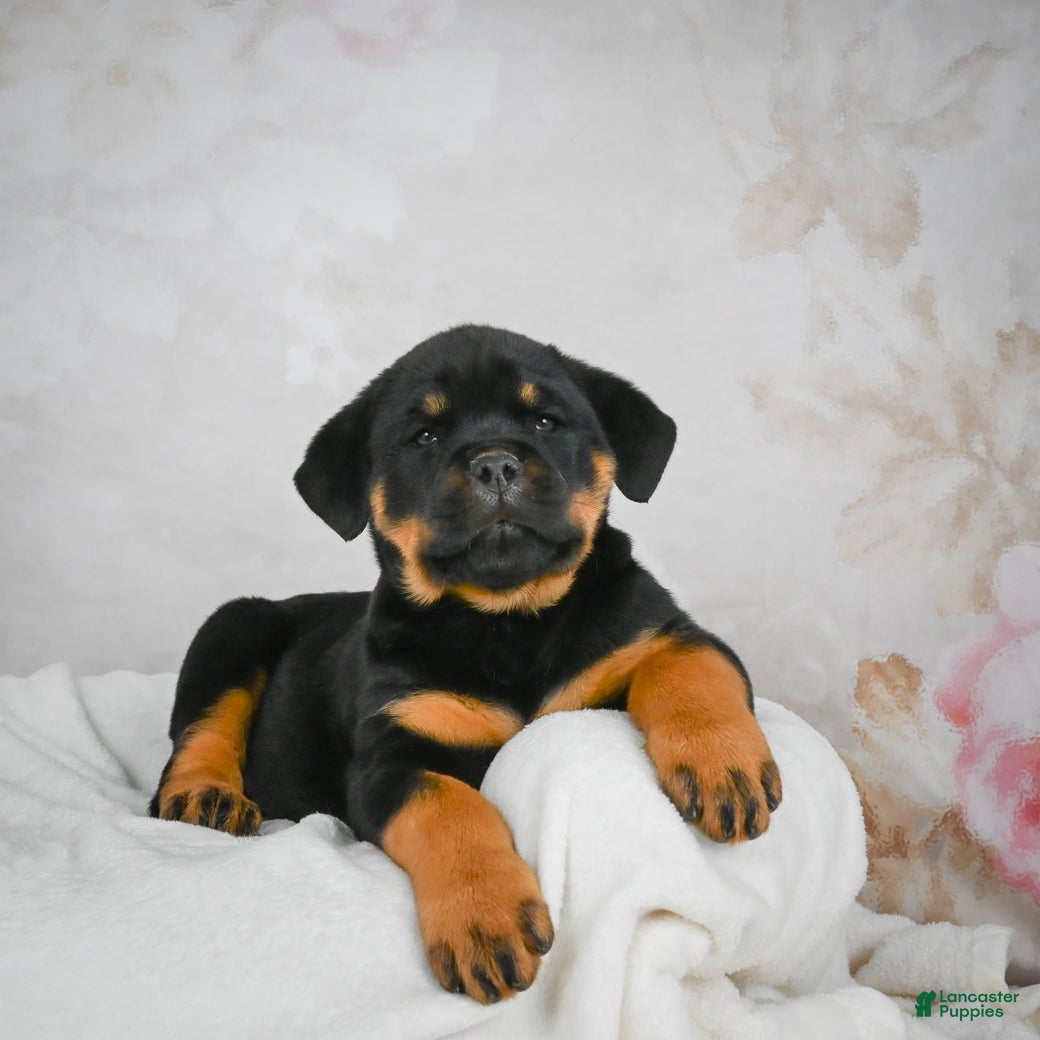 Rottweiler dogs Beretta - Ad 4