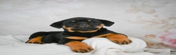 Rottweiler dogs for sale: Beretta - Ad 1