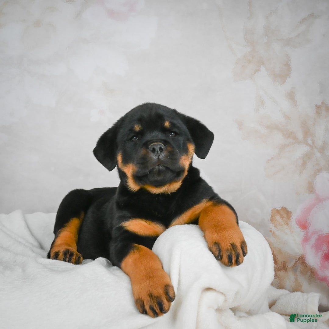 Rottweiler dogs for sale: Beretta - Ad 1