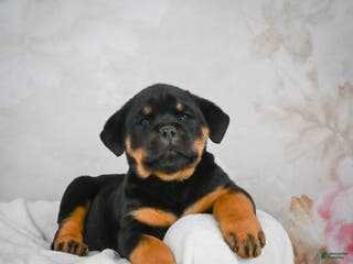 Rottweiler dogs Beretta - Ad 11