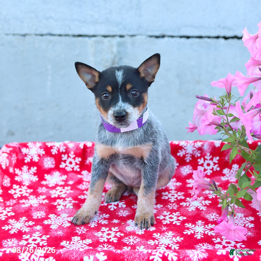 Australian Cattle Dog dogs Autumn - Ad 2