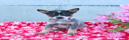 Australian Cattle Dog dogs for sale: Autumn - Ad 2