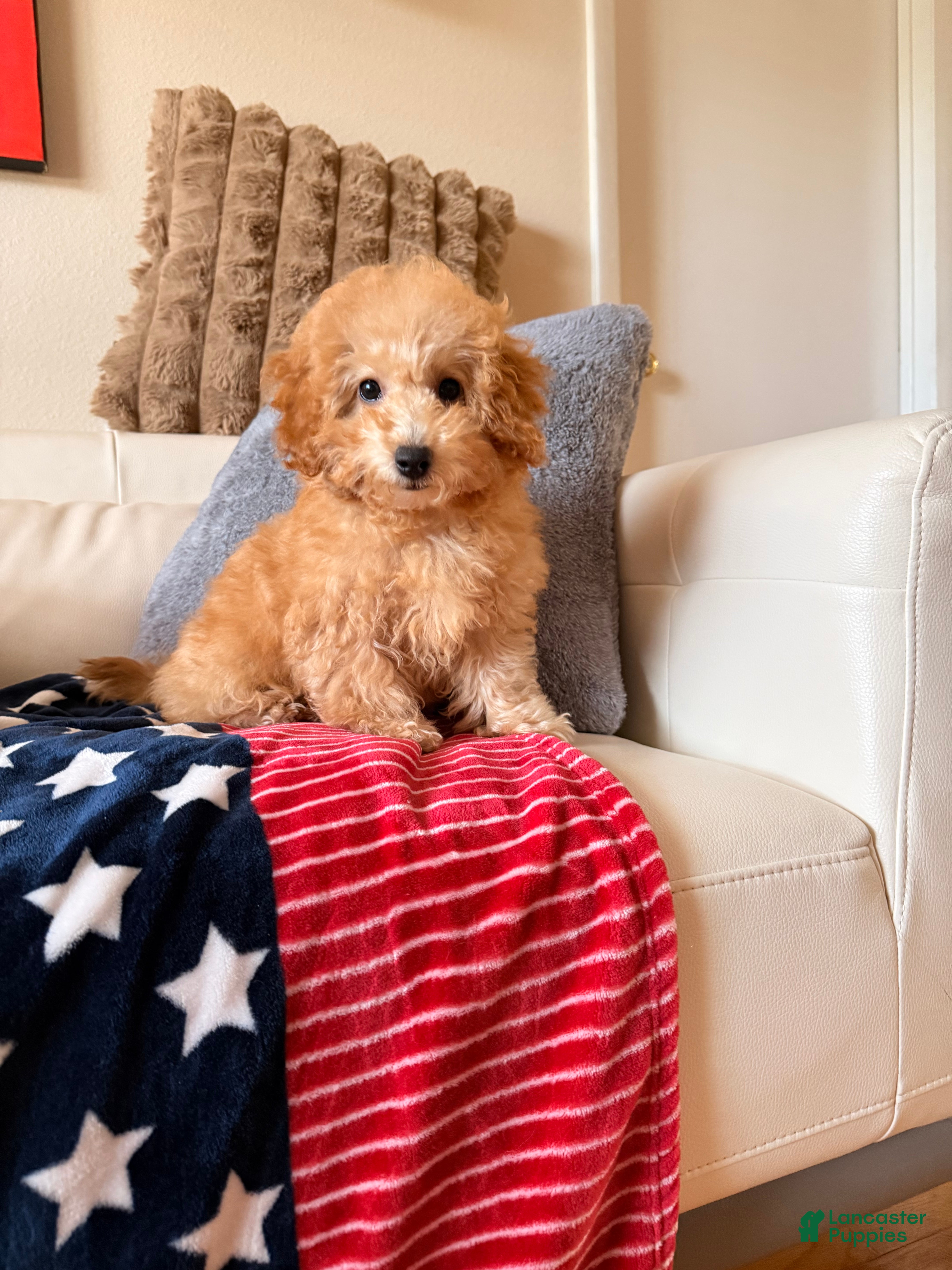 Miniature Poodle dogs Miniature Poodle Puppy 1 - Ad 2