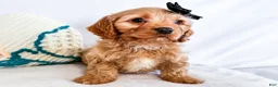 Cavapoo dogs for sale: Kuddles - Ad 3