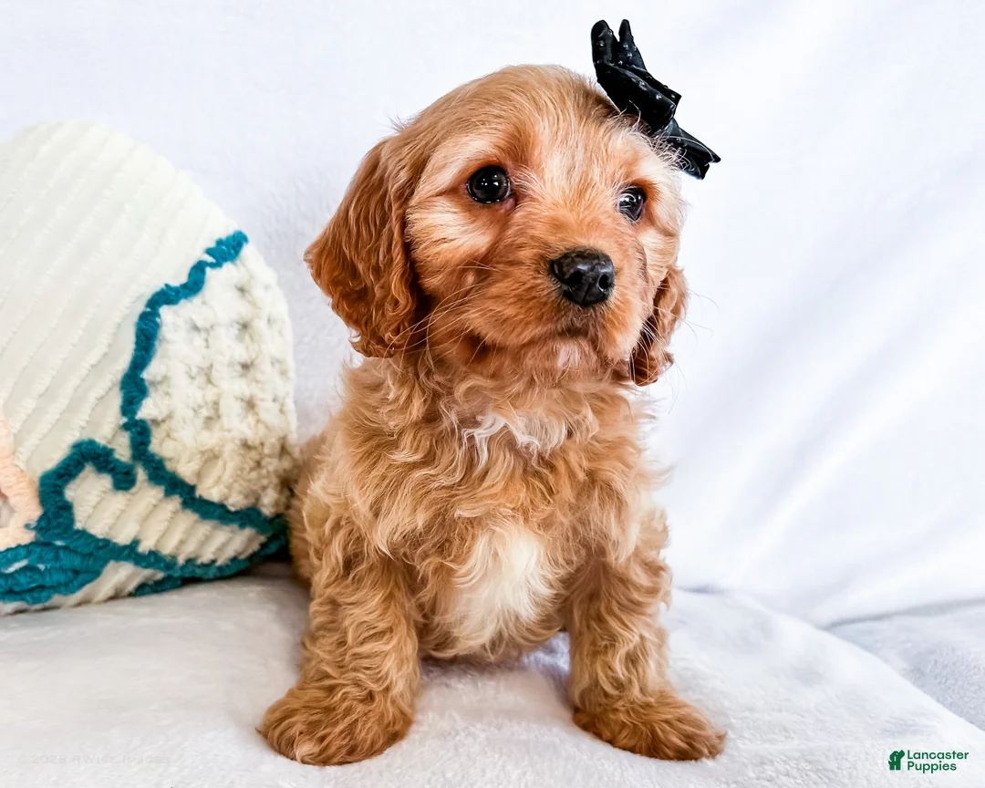 Cavapoo dogs for sale: Kuddles - Ad 3