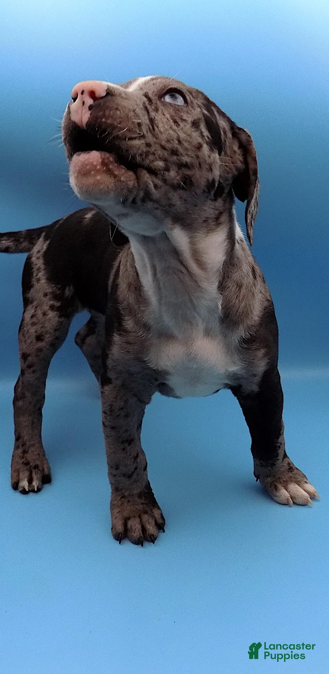 Mixed Breed dogs for sale: Minnie Mouse - Ad 6