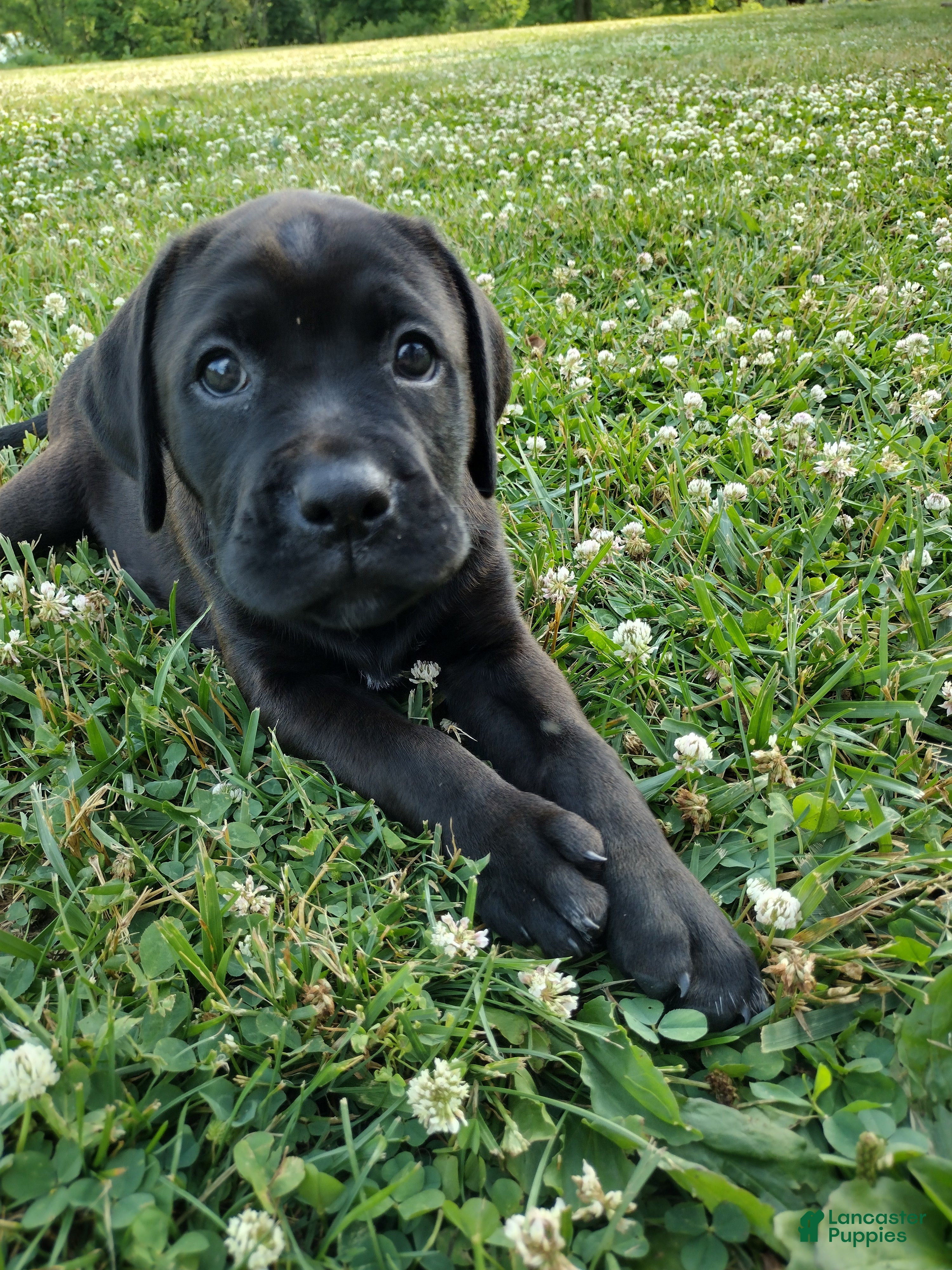 Mixed Breed dogs Anne - Ad 9