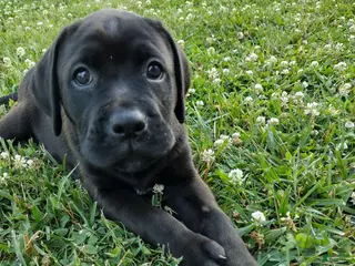 Mixed Breed dogs Anne - Ad 9